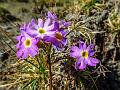 Pamir Primrose